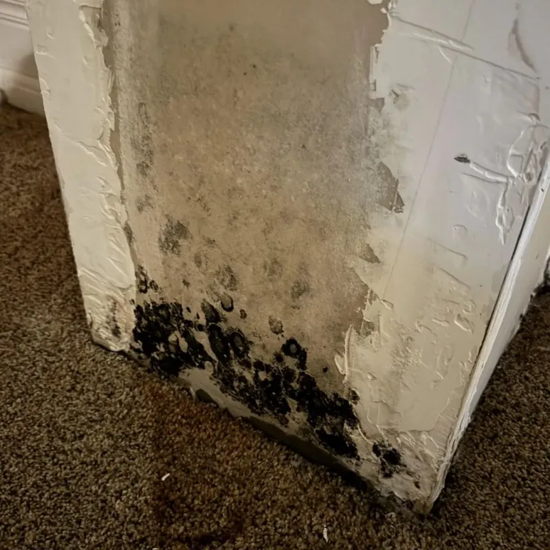 Professional Mold Removal in Bassett, NE